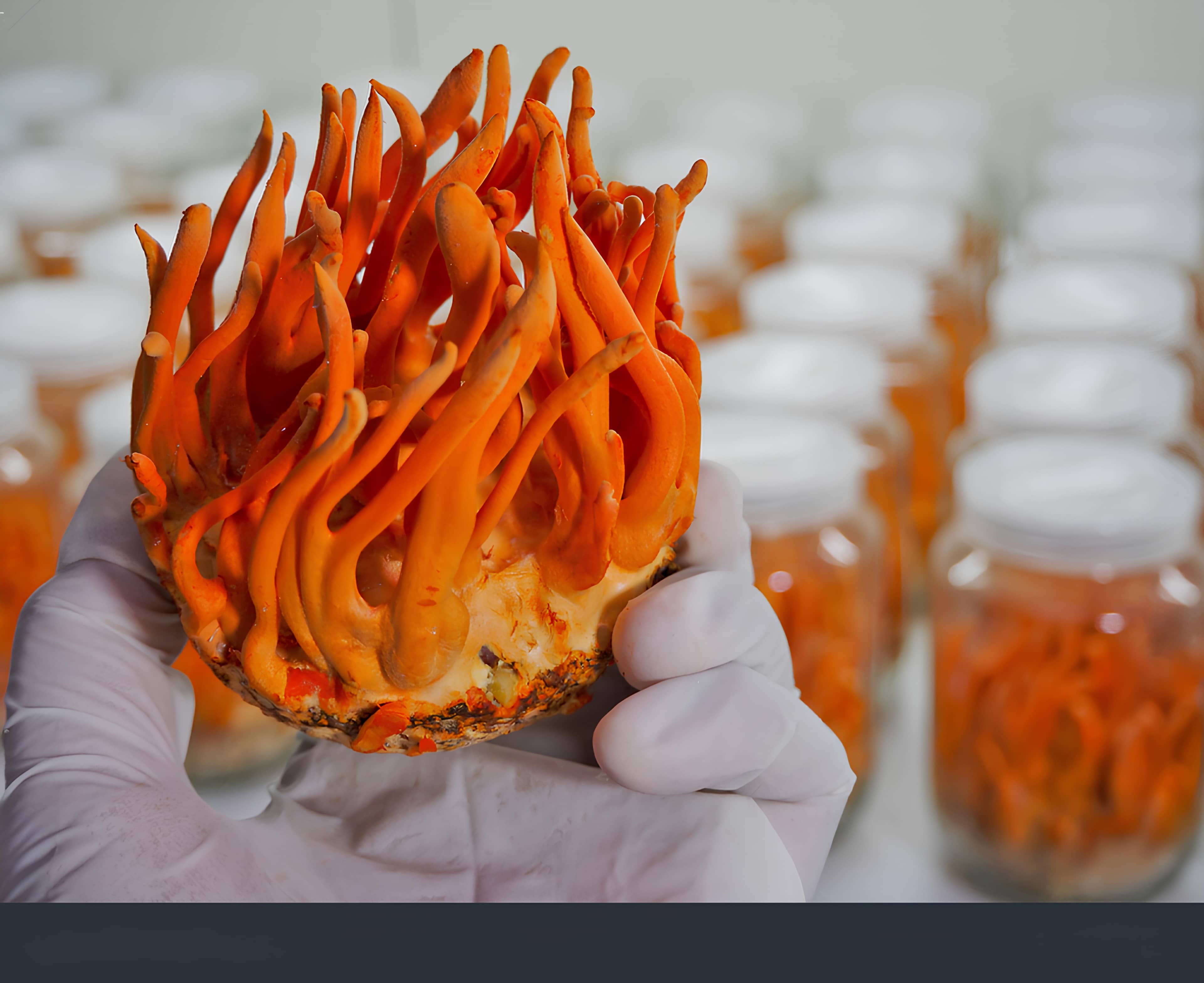 Cordyceps Mushrooms