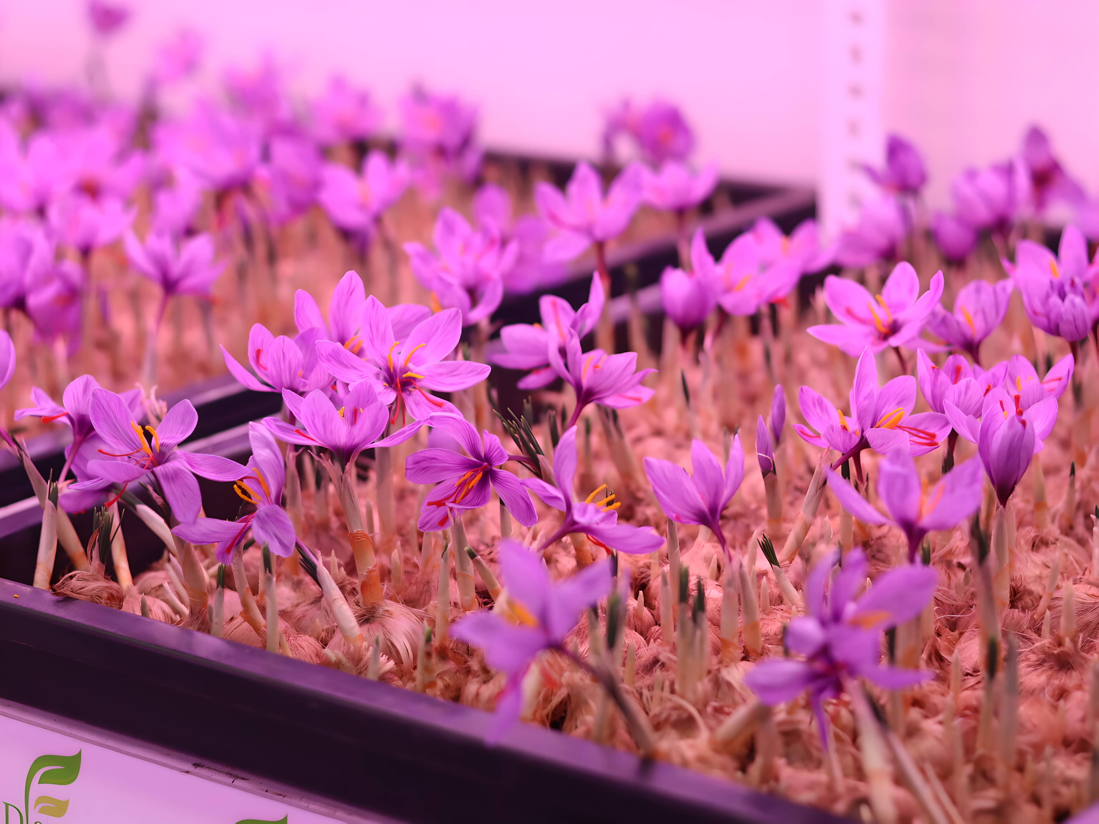 Atmos Farms Premium Products